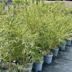 Vŕba smútočná (Salix sepulcralis) ´CHRYSOCOMA´ - výška 130-170 cm, kont. C5L